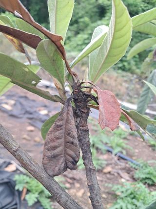 백육칠라지님의 기타작물 · 병해충상담 작성글 사진