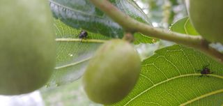주문진님의 기타작물 · 병해충상담 작성글 사진