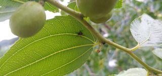주문진님의 기타작물 · 병해충상담 작성글 사진
