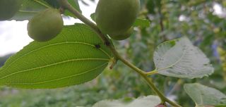 주문진님의 기타작물 · 병해충상담 작성글 사진