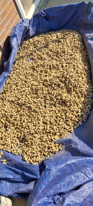 주말 텃밭 농부님의 자유주제 · 자유게시판 작성글 사진