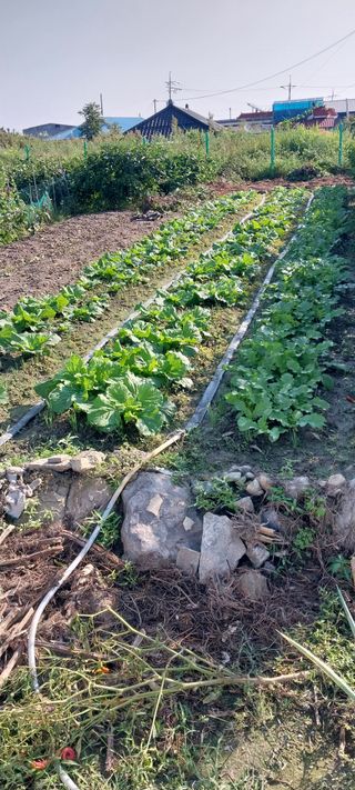 주말 텃밭 농부님의 자유주제 · 자유게시판 작성글 사진