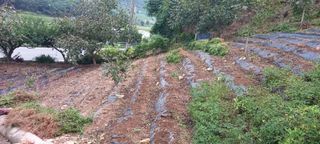 장만월님의 자유주제 · 자유게시판 작성글 사진