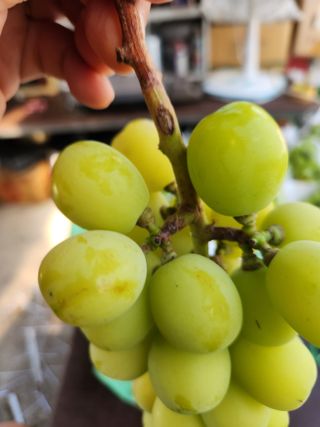 유호준님의 포도 · 병해충상담 작성글 사진