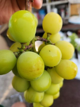 유호준님의 포도 · 병해충상담 작성글 사진