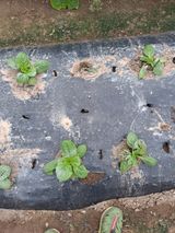 팜모닝 배추·병해충상담 게시글 이미지