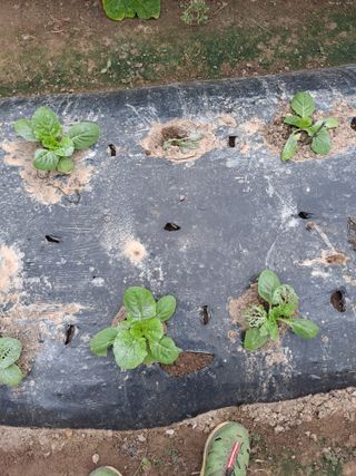 쇠바우님의 배추 · 병해충상담 작성글 사진