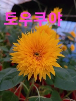 사랑꽃농장님의 자유주제 · 자유게시판 작성글 사진