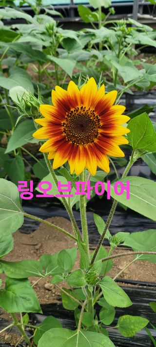 사랑꽃농장님의 자유주제 · 자유게시판 작성글 사진