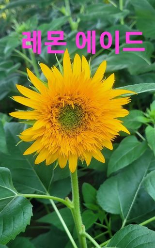 사랑꽃농장님의 자유주제 · 자유게시판 작성글 사진