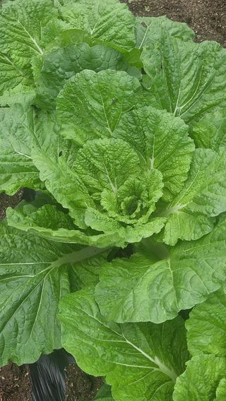 요리하는 농부님의 배추 · 영농일지 작성글 사진