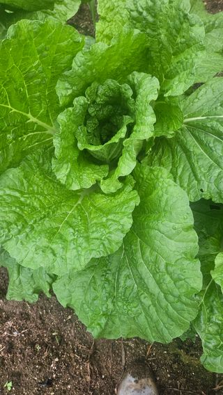 요리하는 농부님의 배추 · 영농일지 작성글 사진