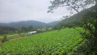 요리하는 농부님의 배추 · 영농일지 작성글 사진
