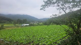 요리하는 농부님의 배추 · 영농일지 작성글 사진