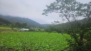 요리하는 농부님의 배추 · 영농일지 작성글 사진