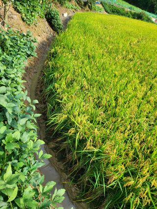 정금천님의 벼 · 영농일지 작성글 사진