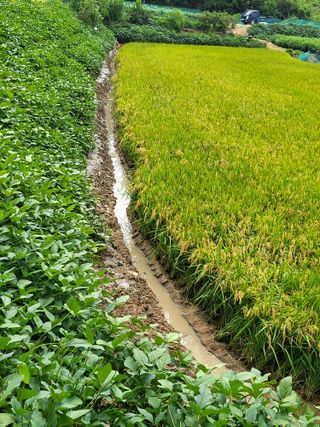 정금천님의 벼 · 영농일지 작성글 사진