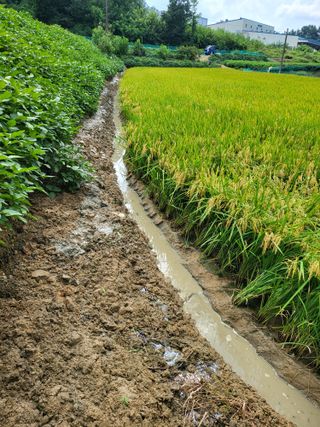 정금천님의 벼 · 영농일지 작성글 사진