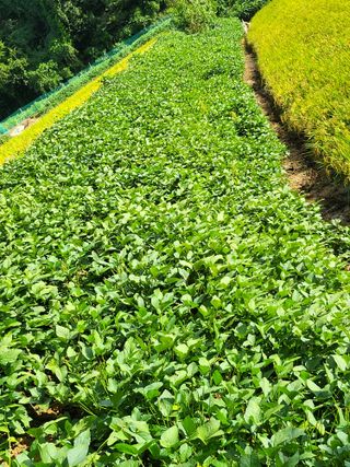 정금천님의 벼 · 영농일지 작성글 사진