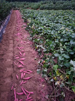 정금천님의 벼 · 영농일지 작성글 사진