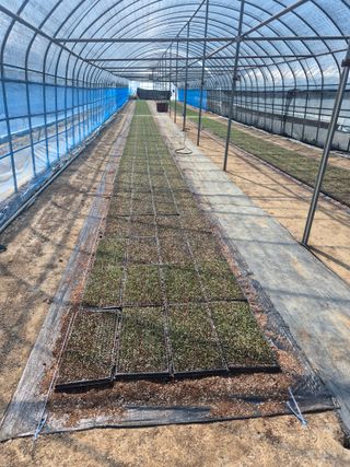 송광만님의 양파 · 자유게시판 작성글 사진