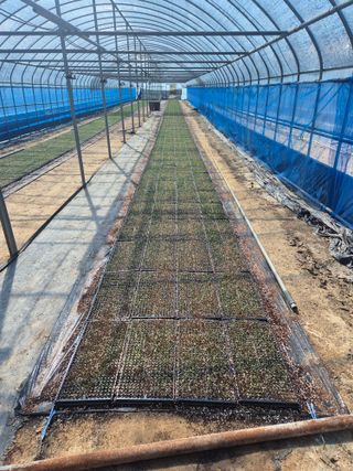 송광만님의 양파 · 자유게시판 작성글 사진