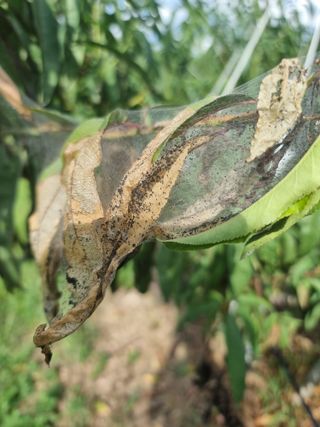 해찬들농원님의 복숭아 · 병해충상담 작성글 사진