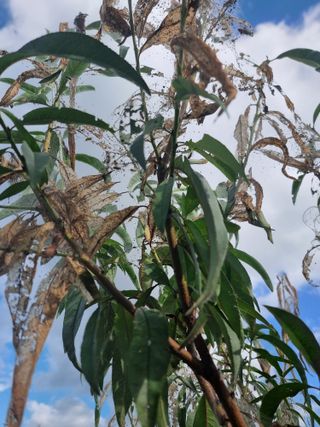 해찬들농원님의 복숭아 · 병해충상담 작성글 사진