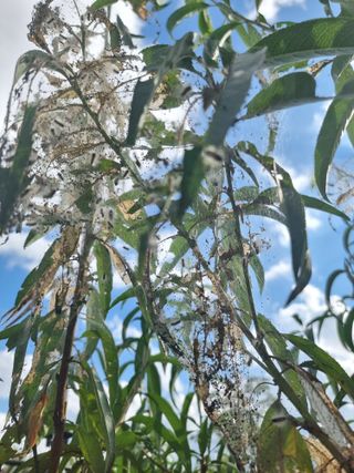 해찬들농원님의 복숭아 · 병해충상담 작성글 사진