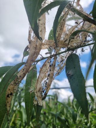 해찬들농원님의 복숭아 · 병해충상담 작성글 사진
