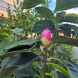 팜모닝 기타작물·병해충상담 게시글 이미지