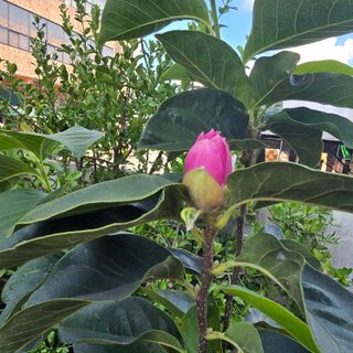 자두15836님의 기타작물 · 병해충상담 작성글 사진