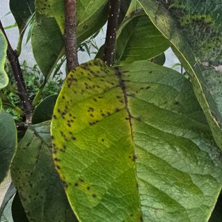 자두15836님의 기타작물 · 병해충상담 작성글 사진