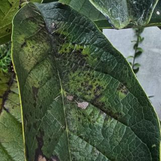 자두15836님의 기타작물 · 병해충상담 작성글 사진