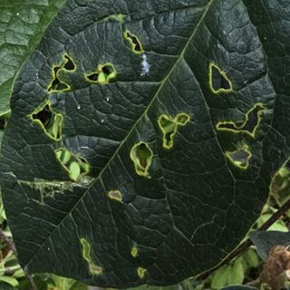 자두15836님의 기타작물 · 병해충상담 작성글 사진