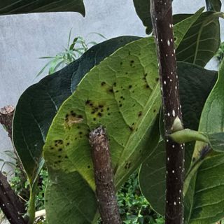 자두15836님의 기타작물 · 병해충상담 작성글 사진