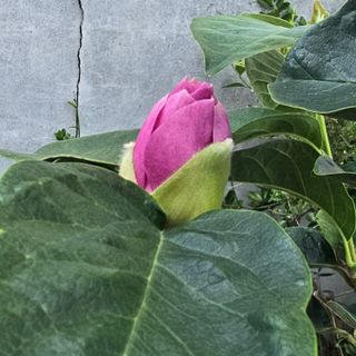 자두15836님의 기타작물 · 병해충상담 작성글 사진