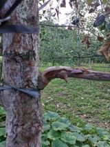 팜모닝 사과·병해충상담 게시글 이미지