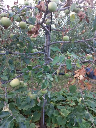 정석운님의 사과 · 병해충상담 작성글 사진