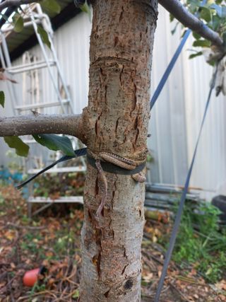 정석운님의 사과 · 병해충상담 작성글 사진