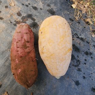 정연섭님의 자유주제 · 자유게시판 작성글 사진