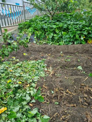 김용대님의 고구마 · 자유게시판 작성글 사진