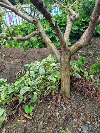 김용대님의 고구마 · 자유게시판 작성글 사진