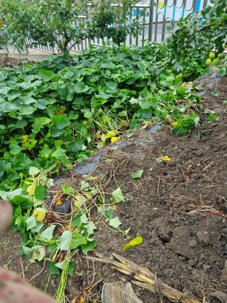 김용대님의 고구마 · 자유게시판 작성글 사진