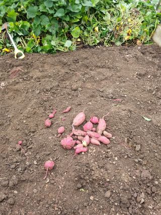 김용대님의 고구마 · 자유게시판 작성글 사진