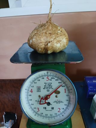 유석범님의 감자 · 영농일지 작성글 사진