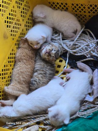청계닭님의 유해동물 퇴치하는 비법 공유해주세요·참여글 작성글 사진
