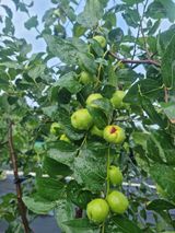 팜모닝 기타작물·병해충상담 게시글 이미지