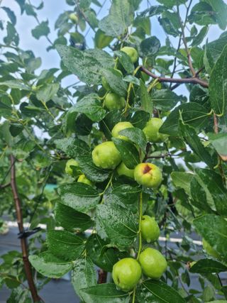 초월농원님의 기타작물 · 병해충상담 작성글 사진