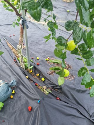 초월농원님의 기타작물 · 병해충상담 작성글 사진